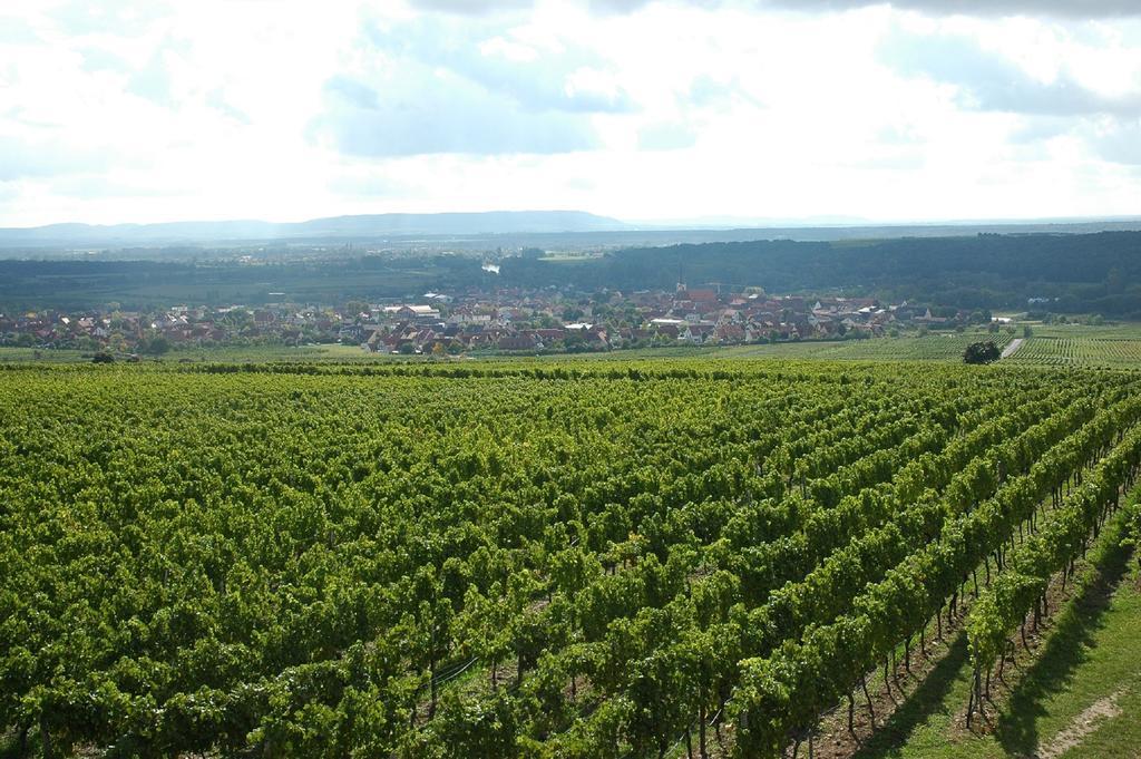 Weingaertner'S Hof Daire Sommerach Dış mekan fotoğraf